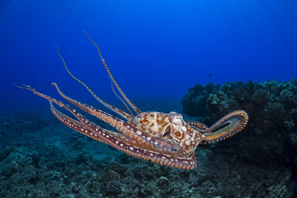 This view shows the eight armed cephalopod free swimming in mid-water Day octopus (Octopus cyanea) Maui Hawaii United States of America Canvas Art - Dave Fleetham Design Pics (19 x 12)