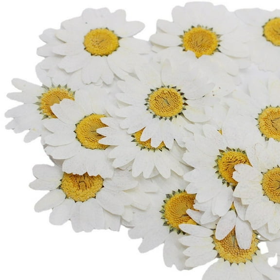 vlrwzc 12Pcs Natural Dried Pressed Flowers White Daisy Pressed Flower for Resin Jewelry Nail Stickers Makeup Art Crafts