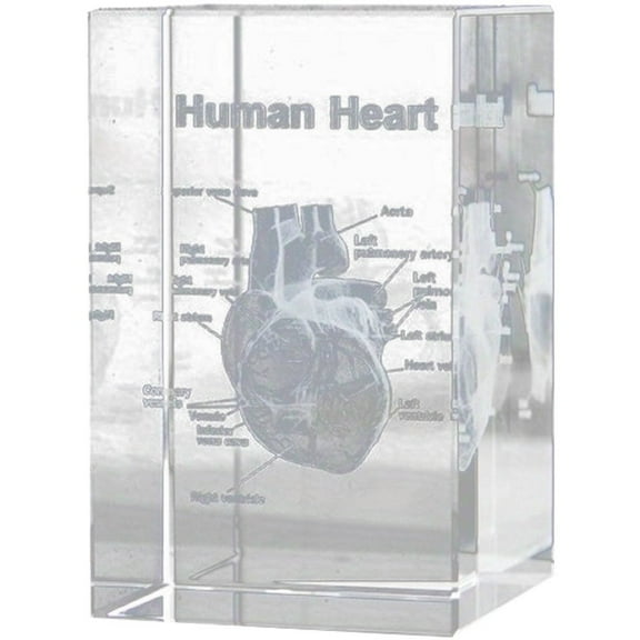vlrwzc 3D Human Heart Anatomical Model Paperweight(Laser Etched) in Crystal Glass Cube Science Gift