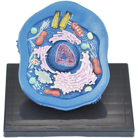 vlrwzc Animal Cell Anatomy Model PVC Cross-Section Science Kit for Biology Learning