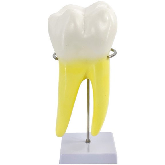 vlrwzc Enlarged Molar Tooth Model PVC Dental Anatomy Teaching Tool for Study