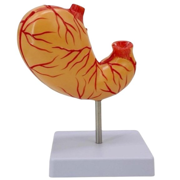 vlrwzc Human Stomach Anatomy Model PVC Medical Teaching Display for Science Learning