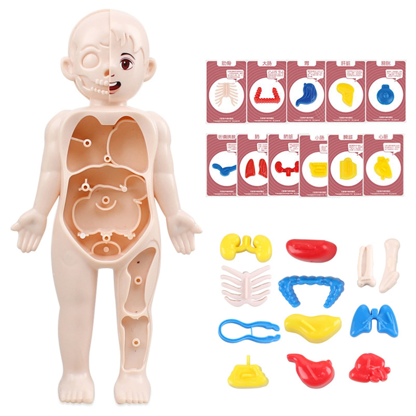 vnanda Anatomy Model for Children Interactive Human Body Model Kit with 11  Analysis Cards Educational Diy Toy for Students Accessories Diy Human Organ  Model - Walmart.com, image size:1601x1601
