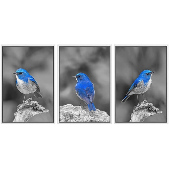 wall26 3 Panel Framed Canvas Wall Art - Color Splash of Blue Bird with Black and White Background - Giclee Print Gallery Wrap Modern Home Art Ready to Hang - 24"x36"x3 White