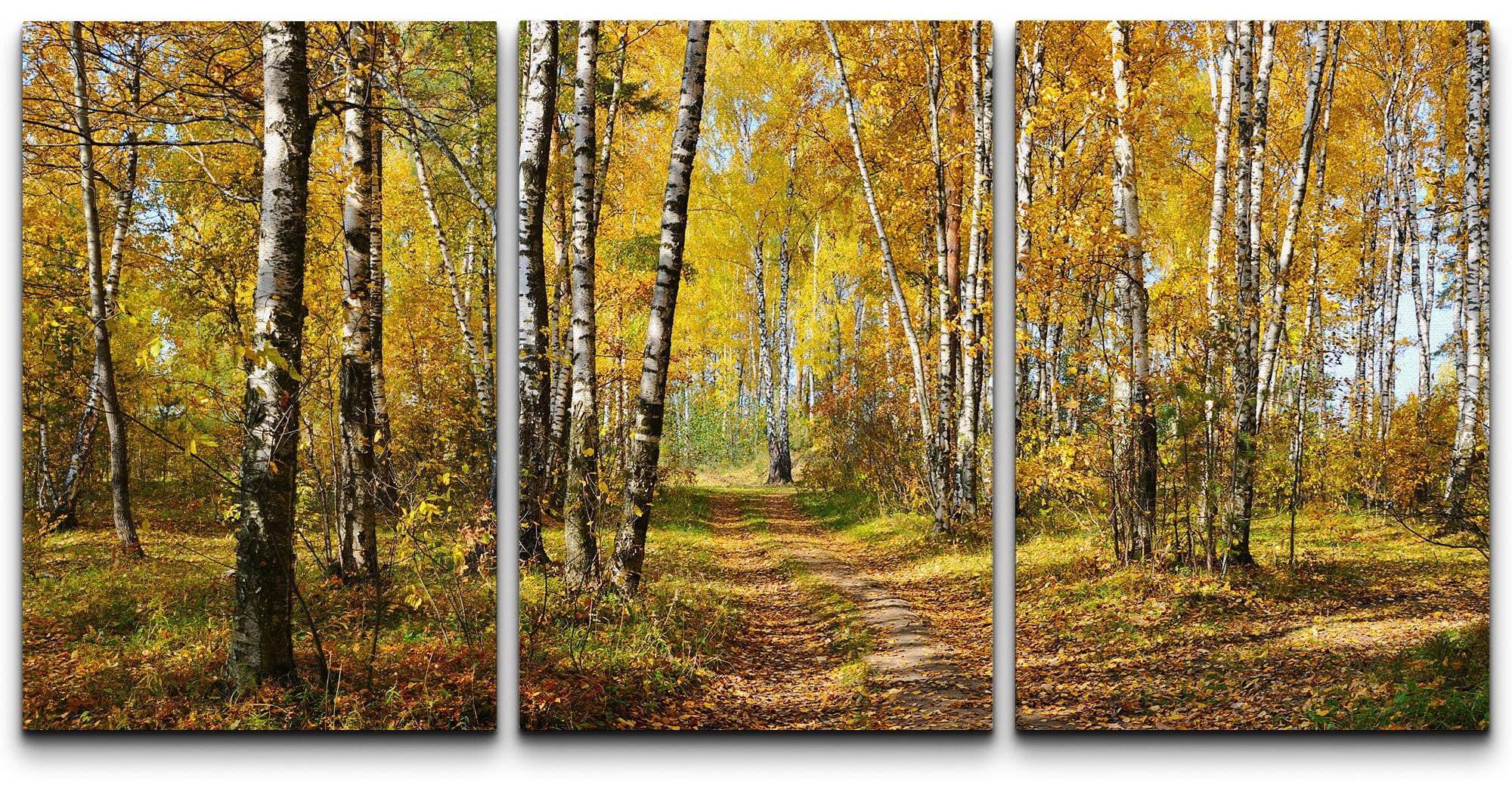 wall26 - 3 Piece Canvas Wall Art - Birch Grove in Autumn Forest - Modern  Home Art Stretched and Framed Ready to Hang - 16\, image size:2000x1060