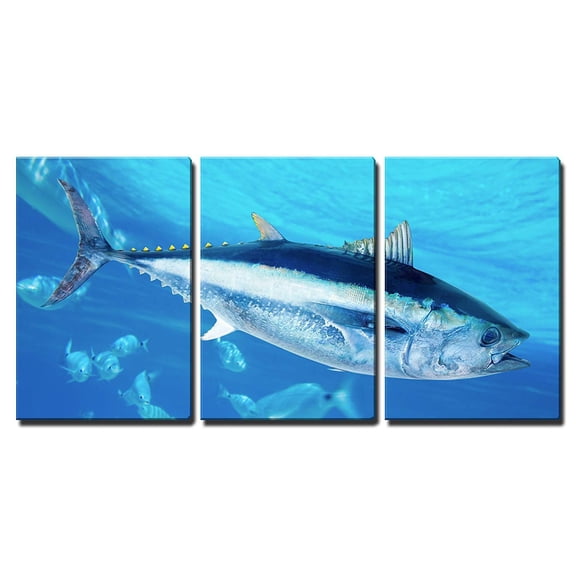 wall26 - 3 Piece Canvas Wall Art - Bluefin Tuna Thunnus Thynnus Saltwater Fish in Mediterranean - Modern Home Art Stretched and Framed Ready to Hang - 24"x36"x3 Panels