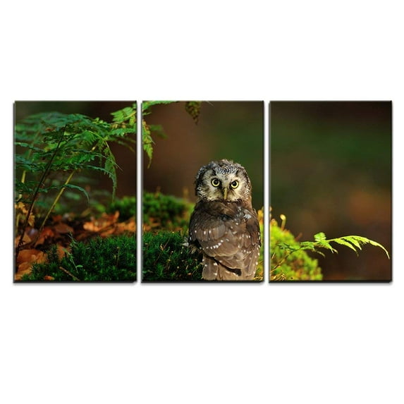 wall26 - 3 Piece Canvas Wall Art - Boreal Owl Standing on The Moss in The Wood - Modern Home Art Stretched and Framed Ready to Hang - 16"x24"x3 Panels