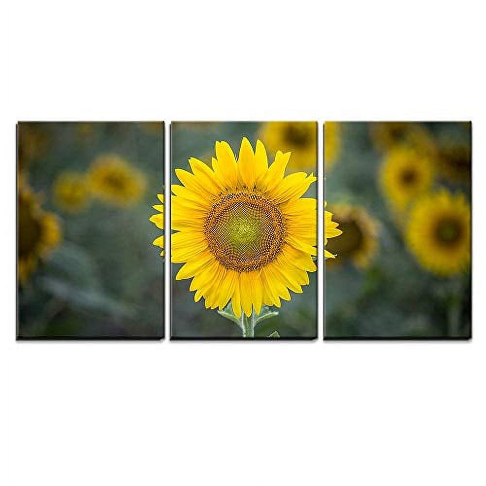 wall26 3 Piece Canvas Wall Art Closeup of Sunflower in Field