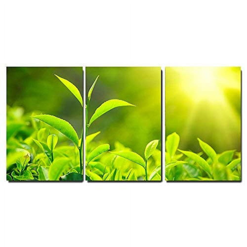 wall26 3 Piece Canvas Wall Art Tea Bud and Leaves. Tea Plantations