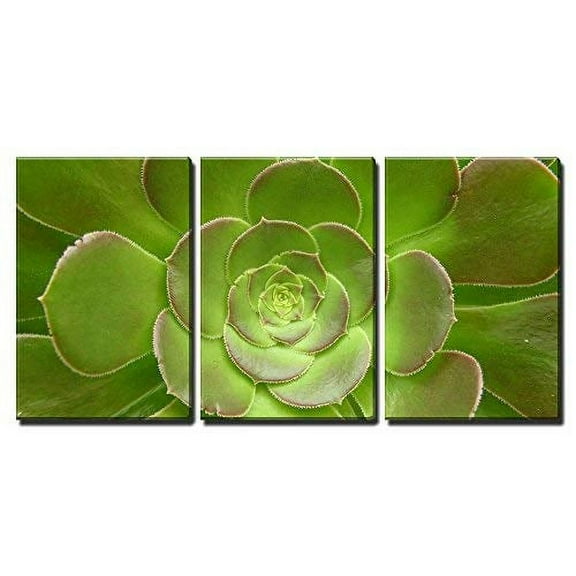 wall26 - 3 Piece Canvas Wall Art - a Green Cacti Flower - Modern Home Art Stretched and Framed Ready to Hang - 16"x24"x3 Panels