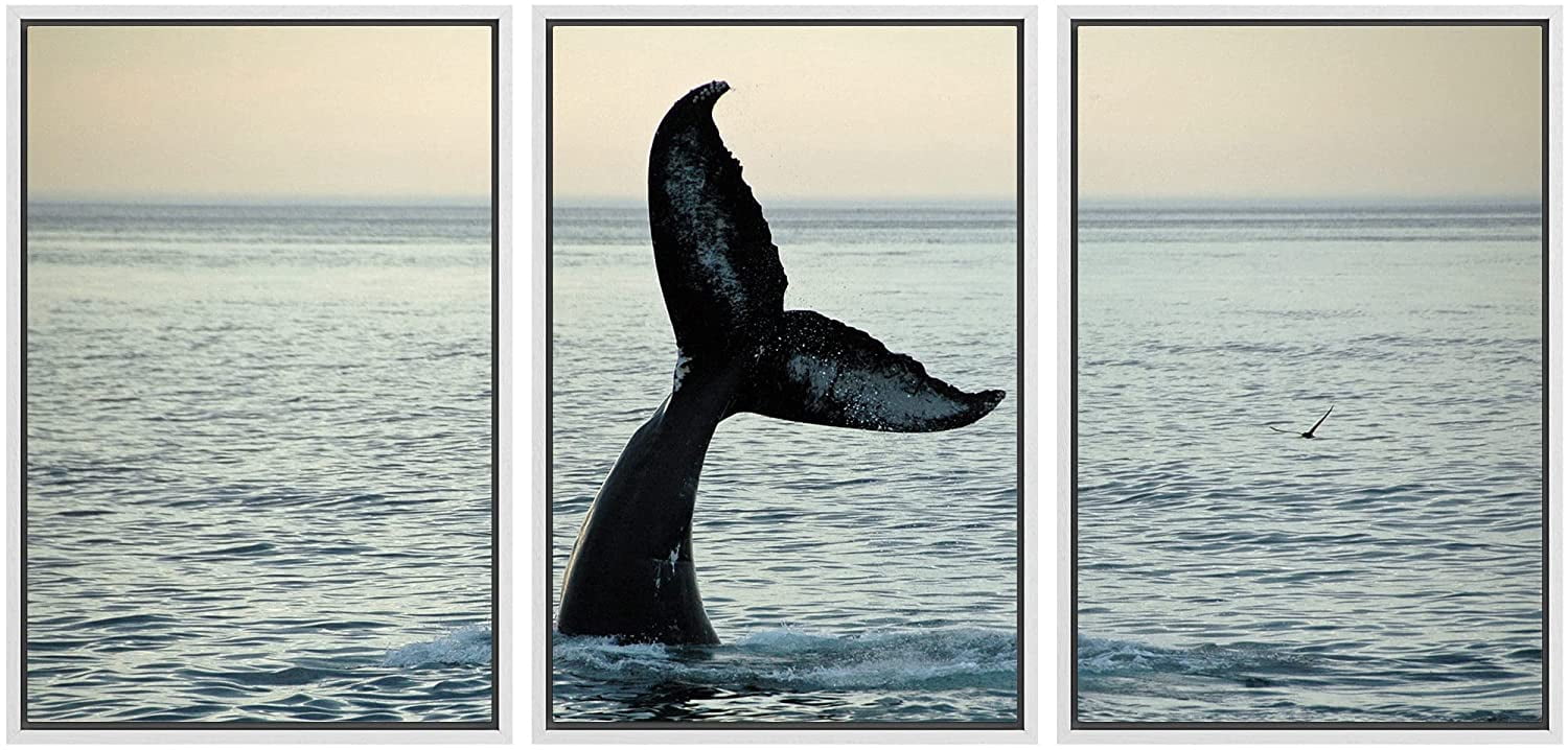 wall26 - 3 Piece Framed Canvas Wall Art - Fin of a Humpback Whale ...