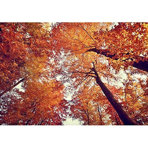 wall26 - Beautiful Autumn Fall Forest Scene - Removable Wall Mural | Self-Adhesive Large Wallpaper - 66x96 inches