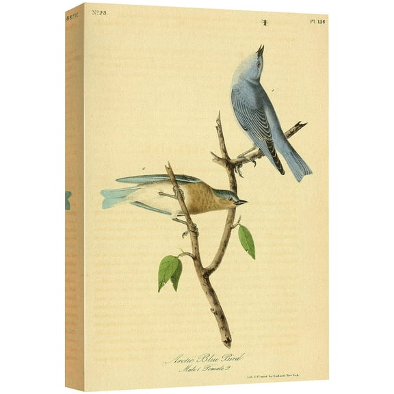 wall26 Canvas Print Wall Art Arctic Bluebird by John James Audubon Animals Birds Illustrations Modern Art Rustic Scenic Relax/Calm Multicolor Warm for Living Room, Bedroom, Office - 24"x36"