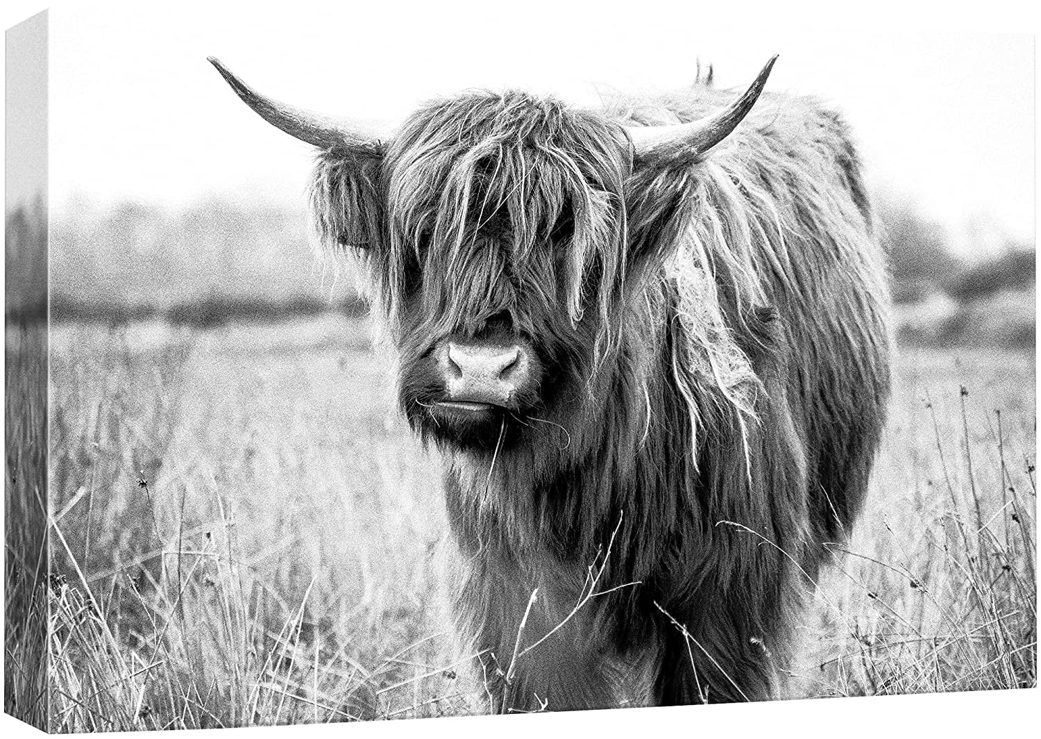 wall26 Canvas Print Wall Art Black & White Shaggy Ox Portrait Animals