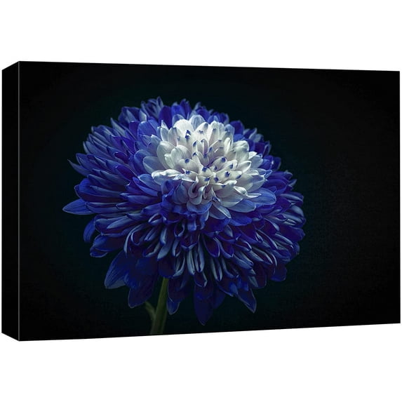 wall26 Canvas Print Wall Art Blooming Blue White Chrysanthemum Flower Nature Floral Photography Realism Botanical Wilderness Zen Rustic Colorful Decorative for Living Room, Bedroom, Office - 16"