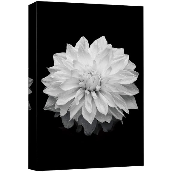 wall26 Canvas Print Wall Art Blooming Dahlia Flower Close Up Nature Plants Photography Modern Art Rustic Scenic Dramatic Black and White for Living Room, Bedroom, Office - 12"x18"