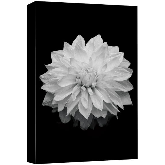 wall26 Canvas Print Wall Art Blooming Dahlia Flower Close Up Nature Plants Photography Modern Art Rustic Scenic Dramatic Black and White for Living Room, Bedroom, Office - 24"x36"