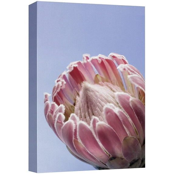 wall26 Canvas Print Wall Art Blooming Pink Rose Flower Cactus Succulent Nature Wilderness Photography Realism Floral Botanical Multicolor for Living Room, Bedroom, Office - 24"x36"