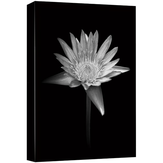 wall26 Canvas Print Wall Art Blooming Water Lily Flower Close Up Nature Plants Photography Modern Art Rustic Scenic Dramatic Black and White for Living Room, Bedroom, Office - 32"x48"