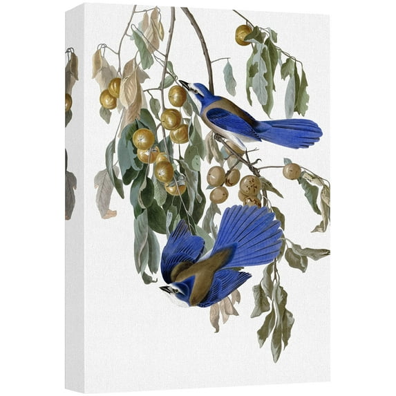 wall26 Canvas Print Wall Art Bluebirds & Olives by John James Audubon Animals Birds Illustrations Modern Art Rustic Scenic Relax/Calm Multicolor Warm for Living Room, Bedroom, Office - 24"x3
