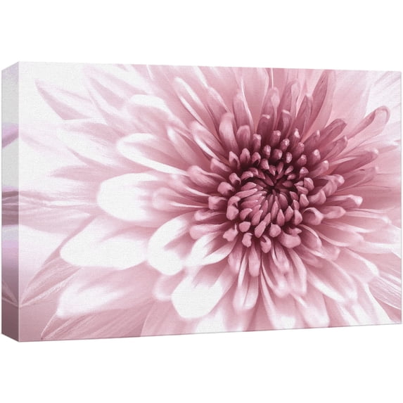 wall26 Canvas Print Wall Art Close Up Details of Pink Chrysanthemum Flowers Floral Botanical Photography Modern Art Chic Scenic Colorful Nature Wilderness for Living Room, Bedroom, Office - 12"x