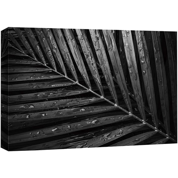 wall26 Canvas Print Wall Art Coconut Palm Tree Leaves with Raindrops Floral Nature Photography Minimalism Tropical Scenic Relax/Calm Black and White for Living Room, Bedroom, Office - 24"x36&quo