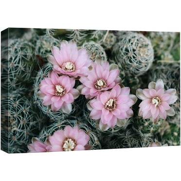 wall26 Canvas Print Wall Art Desert Southwest Ball Cactus Pink Flowers Nature Floral Photography Realism Botanical Wilderness Zen Rustic Colorful Decorative for Living Room, Bedroom, Office - 16&quot
