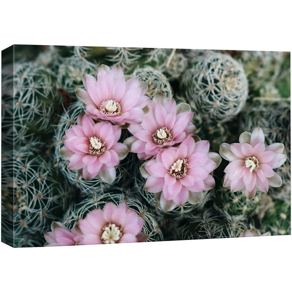 wall26 Canvas Print Wall Art Desert Southwest Ball Cactus Pink Flowers Nature Floral Photography Realism Botanical Wilderness Zen Rustic Colorful Decorative for Living Room, Bedroom, Office - 12"