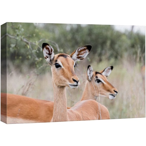 wall26 Canvas Print Wall Art East African Somalian Gerenuk Antelope Duo Nature Animals Photography Realism Rustic Scenic Landscape Wilderness Zen Colorful for Living Room, Bedroom, Office - 32"x