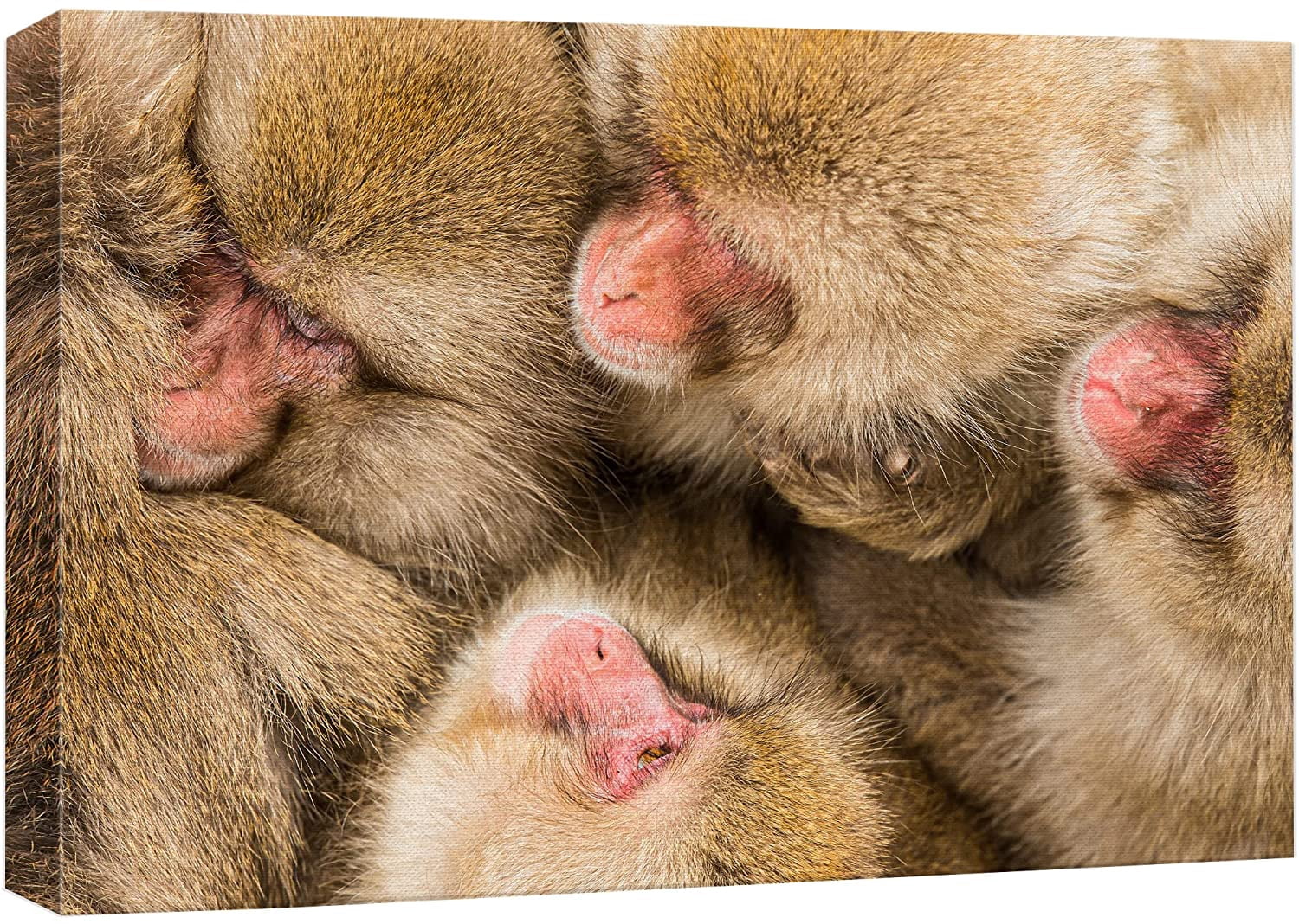 Rustic Monkeys wall26 Canvas Print Wall Art Hamadryas Baboon Macaque Monkey Portrait ...