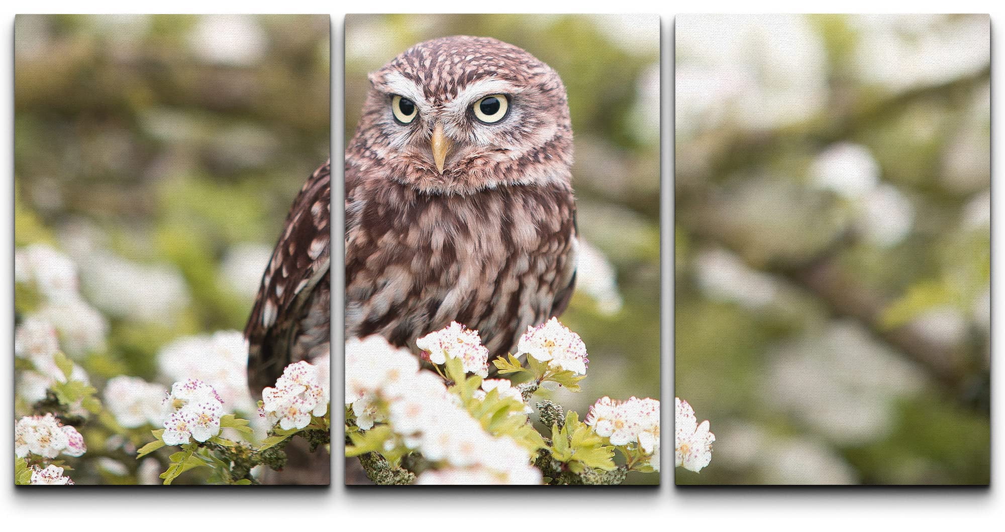 wall26 Canvas Print Wall Art Owl on White Cherry Blossom Tree Branch ...
