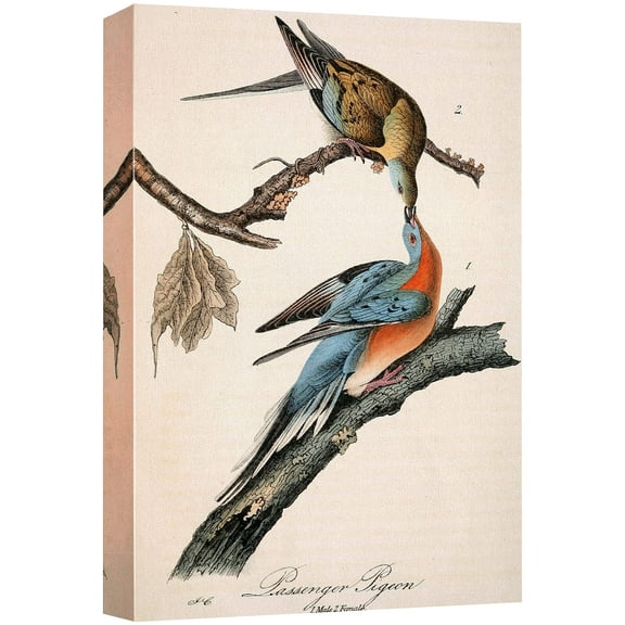 wall26 Canvas Print Wall Art Passenger Pigeons by John James Audubon Animals Birds Illustrations Modern Art Rustic Scenic Relax/Calm Multicolor Warm for Living Room, Bedroom, Office - 16"x24&quo