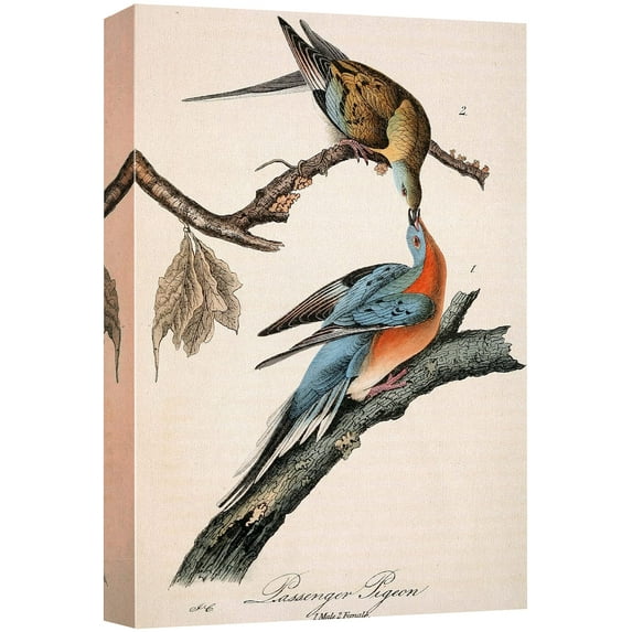 wall26 Canvas Print Wall Art Passenger Pigeons by John James Audubon Animals Birds Illustrations Modern Art Rustic Scenic Relax/Calm Multicolor Warm for Living Room, Bedroom, Office - 16"x24&quo