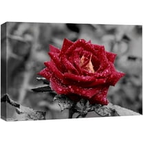 wall26 Canvas Print Wall Art Red Rose Close Up with Water Droplets Floral Botanical Photography Modern Art Rustic Scenic Relax/Calm Multicolor Dark for Living Room, Bedroom, Office - 24"x36&quot