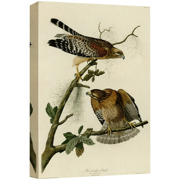wall26 Canvas Print Wall Art Red-Shouldered Hawk by John James Audubon Animals Birds Illustrations Modern Art Rustic Scenic Relax/Calm Multicolor Warm for Living Room, Bedroom, Office - 32"x48&q