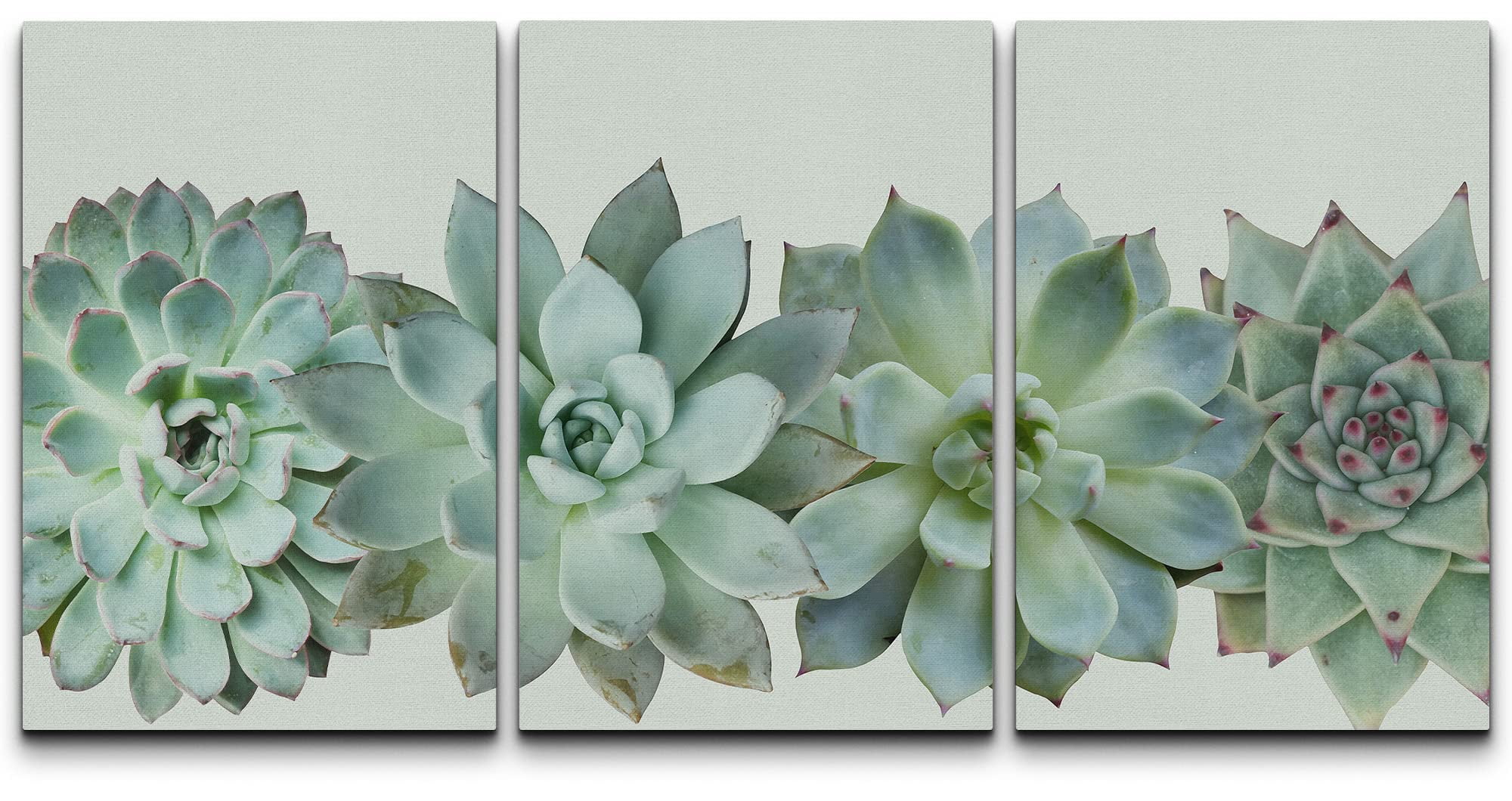 wall26 Desert Succulent Variety Canvas Wall Art Set for Living Room,  Bedroom, Office - 16"x24"x3 - Walmart.com
