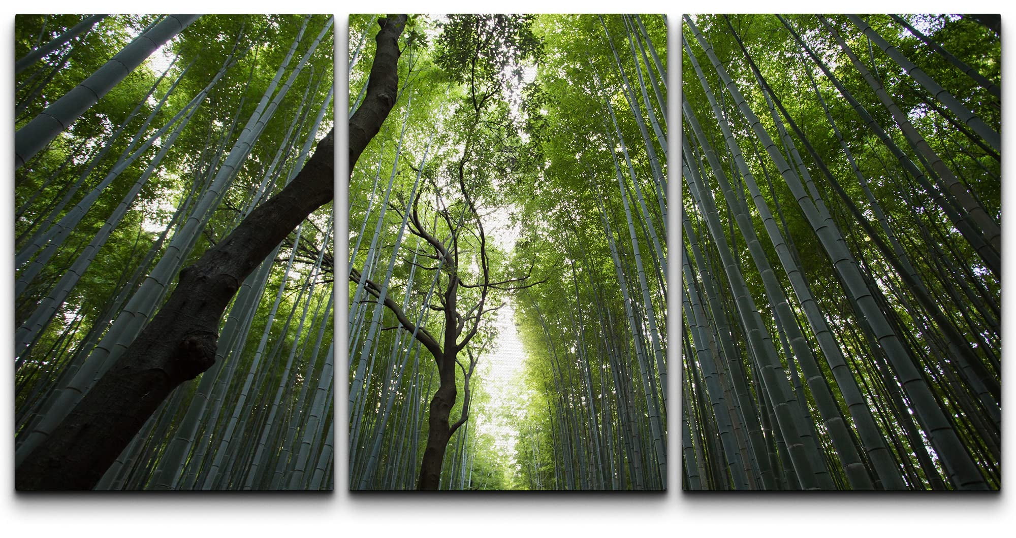 Modern Green Bamboo Forest Landscape Canvas Print Set
