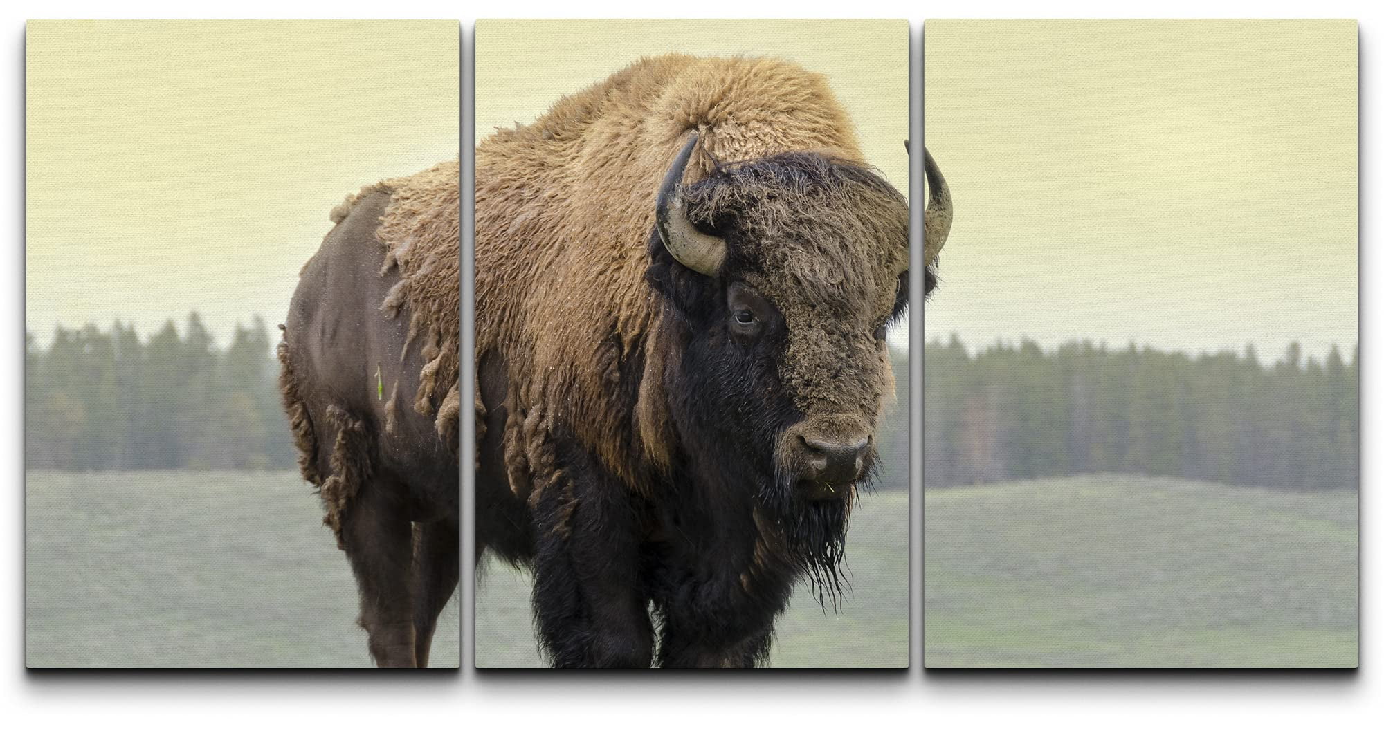 Yellowstone Bison Wildlife Photography Canvas Print Set