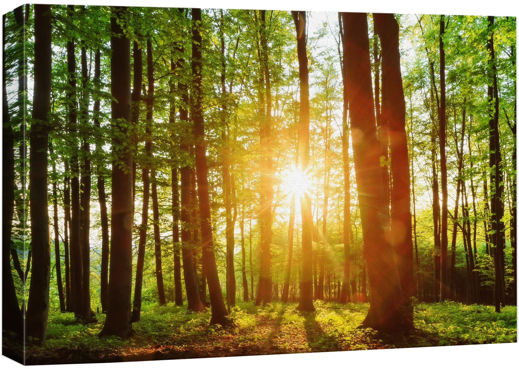 Sunrise Over Green Forest Landscape Canvas Print