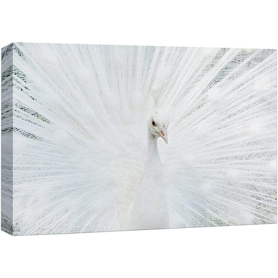 wall26 Canvas Print Wall Art Vibrant Bright White Peacock Bird Feathers Nature Animals Photography Realism Rustic Scenic Landscape Wilderness Zen Colorful for Living Room, Bedroom, Office - 16"x