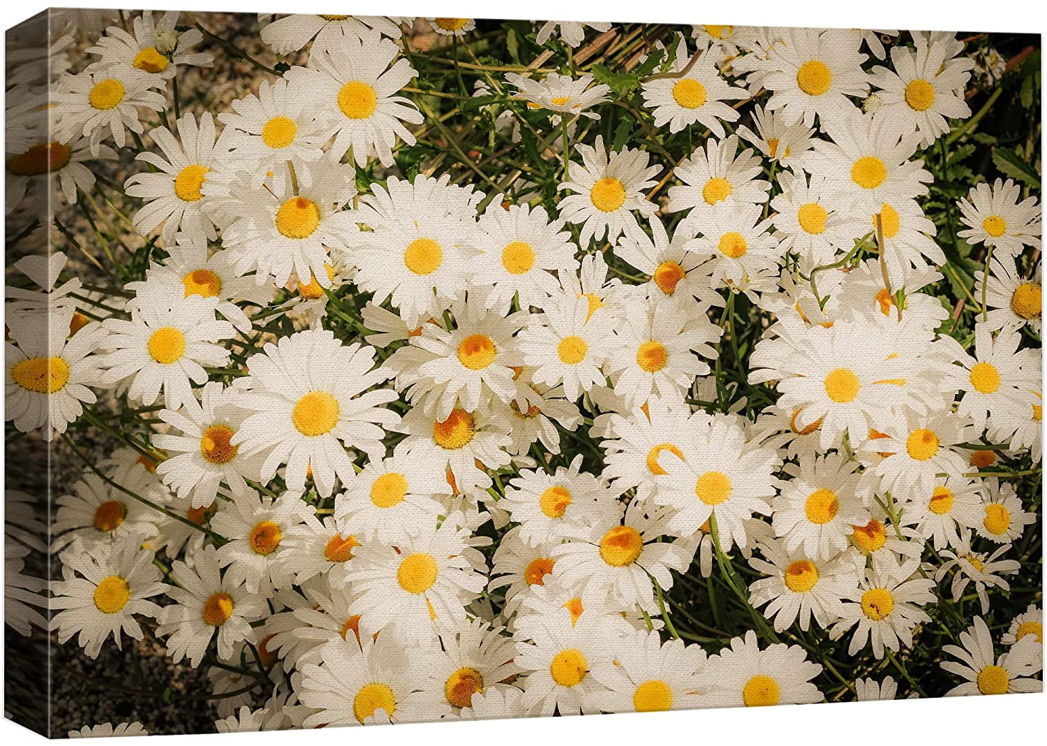 wall26 Canvas Print Wall Art Vibrant Spring White Daisy Flower Field ...