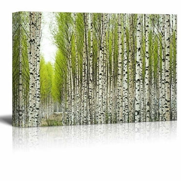 wall26 - Canvas Prints Wall Art - Birch Trees with Fresh Green Leaves in Spring | Modern Wall Decor/Home Decoration Stretched Gallery Canvas Wrap Giclee Print. Ready to Hang - 24&quot; x 36&quot;