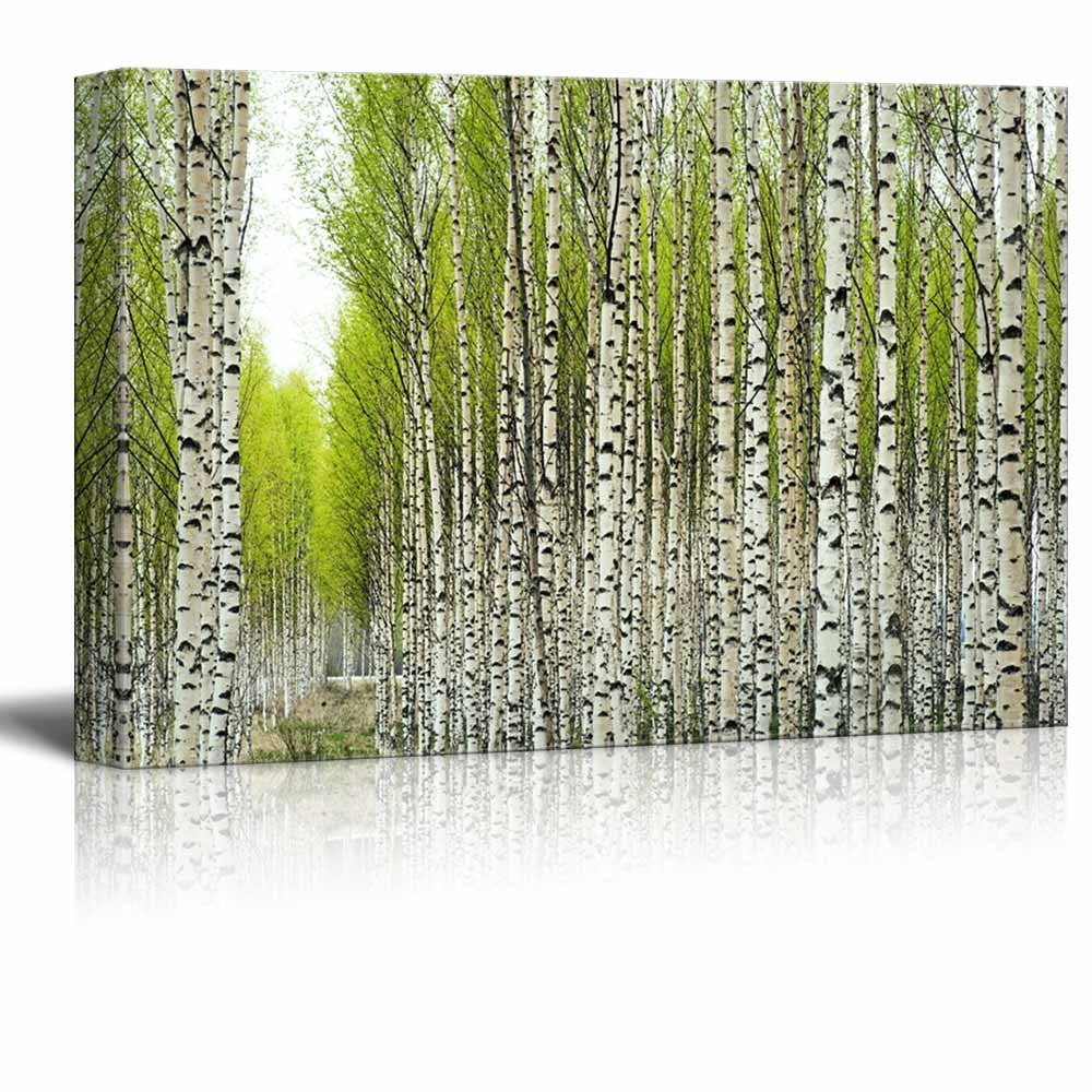 Tree Canvas Background Spring wall26 - Canvas Prints Wall Art - Birch Trees with Fresh Green Leaves ...