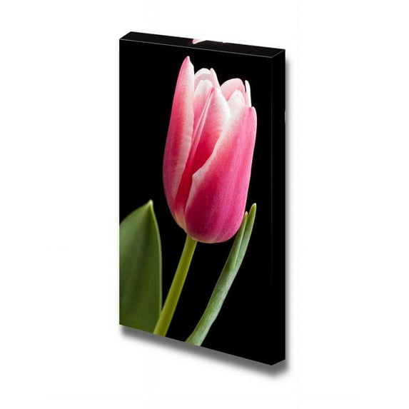 wall26 - Canvas Prints Wall Art - Pink Tulip Flower on Black Background. | Modern Wall Decor/Home Decoration Stretched Gallery Canvas Wrap Giclee Print. Ready to Hang - 32" x 48"
