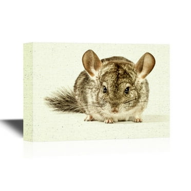 wall26 Canvas Wall Art - Lovely and Amusing Rodent Chinchilla - Gallery Wrap Modern Home Art | Ready to Hang - 12x18 inches