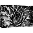 thumbnail image 1 of wall26 Canvas Wall Art Sunburst Aeonium Succulent Botanical Plants Photography Modern Art Farmhouse/Country Closeup Dramatic Black and White for Living Room, Bedroom, Office - 24x36 inches, 1 of 4