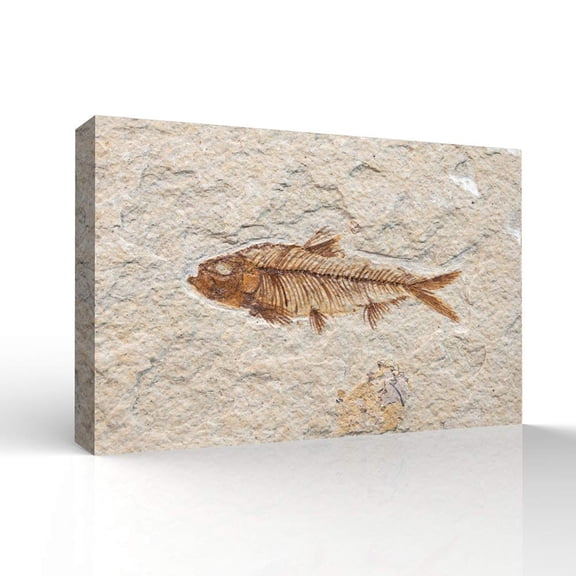 wall26 - Canvas Wall Art - Vintage Animal Fish Fossil Living Room Poster Prints - Modern Home Art Stretched and Framed Ready to Hang - 12x18 inches