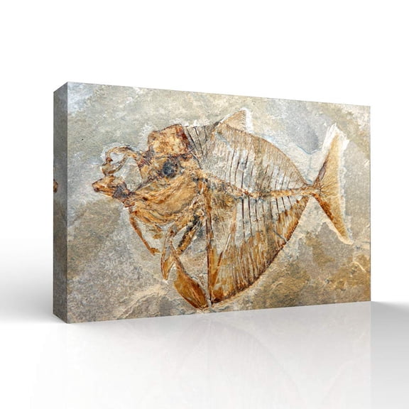 wall26 - Canvas Wall Art - Vintage Animal Fish Fossil Living Room Poster Prints - Modern Home Art Stretched and Framed Ready to Hang - 24x36 inches
