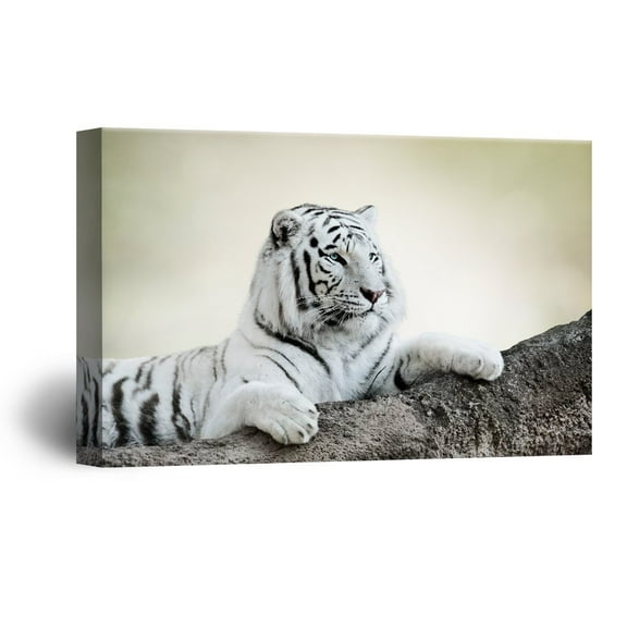 wall26 Canvas Wall Art - White Tiger Lying on The Rock - Giclee Print Gallery Wrap Modern Home Art Ready to Hang - 24x36 inches