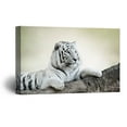 thumbnail image 1 of wall26 Canvas Wall Art - White Tiger Lying on The Rock - Giclee Print Gallery Wrap Modern Home Art Ready to Hang - 32x48 inches, 1 of 4